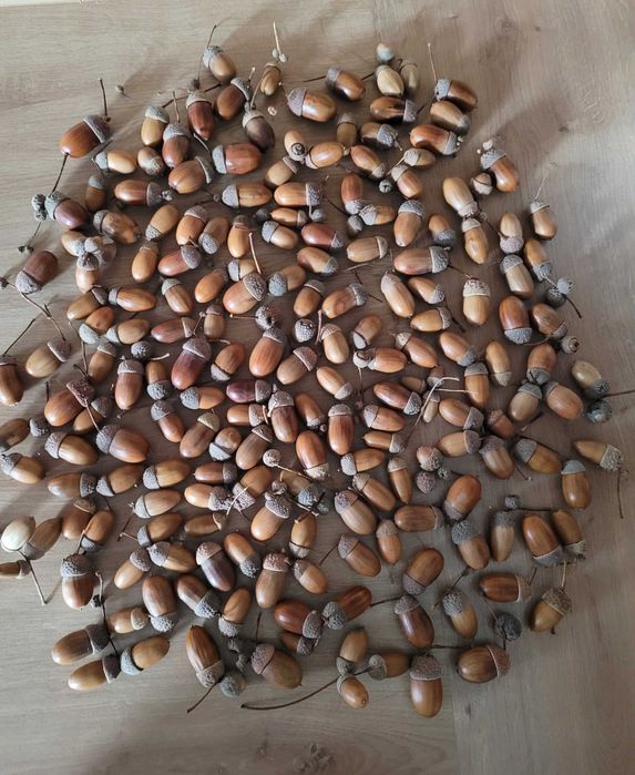 kolorowe żołędzie jesienne dodatki szyszki świąteczny akcent