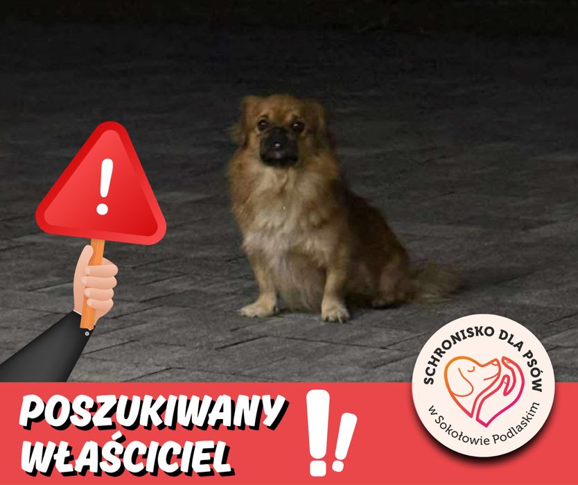 Poszukiwany właściciel samotnego pieska Emilianów