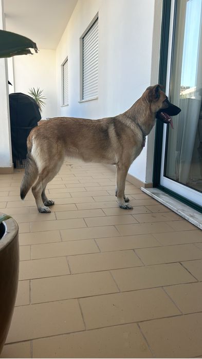 Cadela - Serra da Estrela com Pastor Alemão