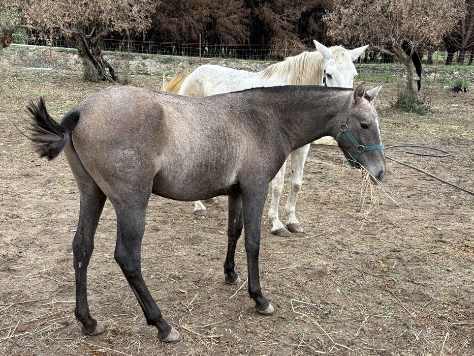 Poldra russa ano e meio