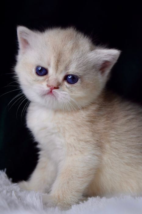 Золота Шиншила. Дівчинка. Британська Блакитна Золота шиншилла