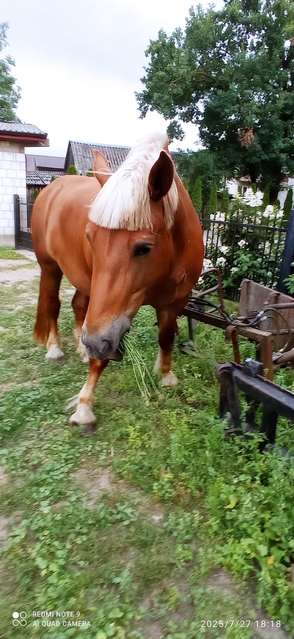 Klacz na sprzedaż podlaskie