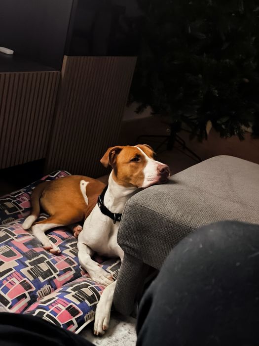 Procura-se Família para Adotar a Molly