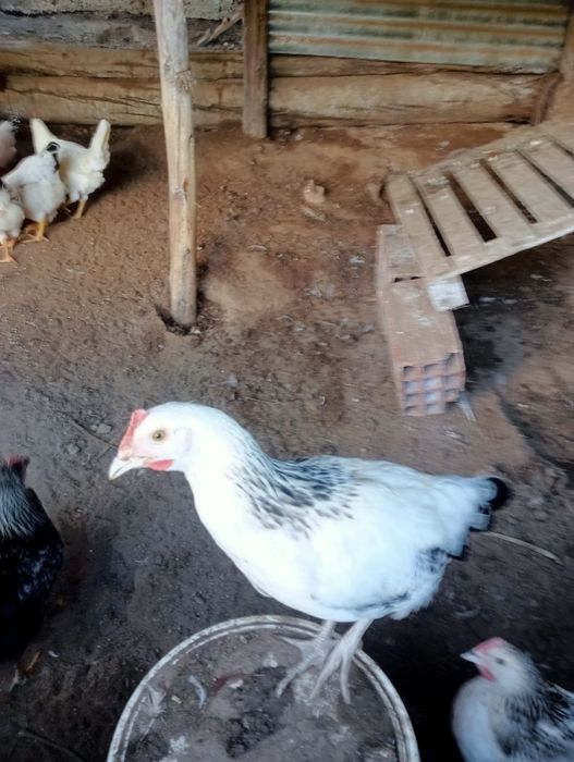 Galinha Sussex - vendo ou troco