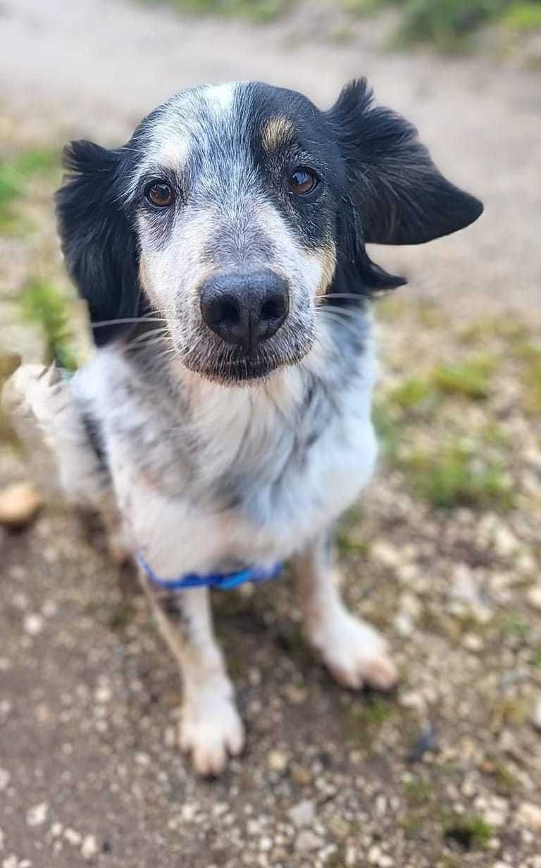 Chico - cão médio para adoção