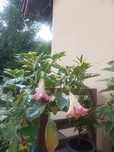 Brugmansie, datura Katrin Bonte