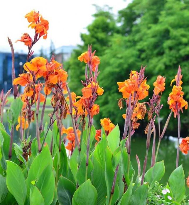 Pomarańczowa kanna canna paciorecznik ogrodowy - kłącza