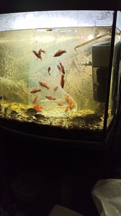 Pielęgnice miodowe sprzedam zamienię