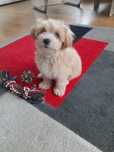 Maltipoo 8tyg piesek z rodowodem