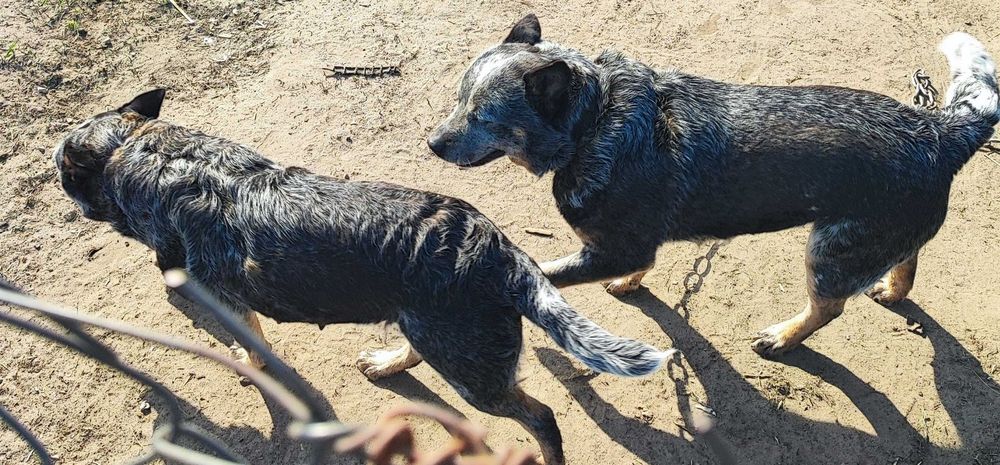 Suczka Australian Cattle Dog