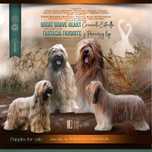 Briard owczarek Francuski FCI plowy