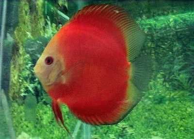 GB DYSKOWCE Paletka Red Melon | Rozmiar "L" 7-8cm - dowóz ryb!