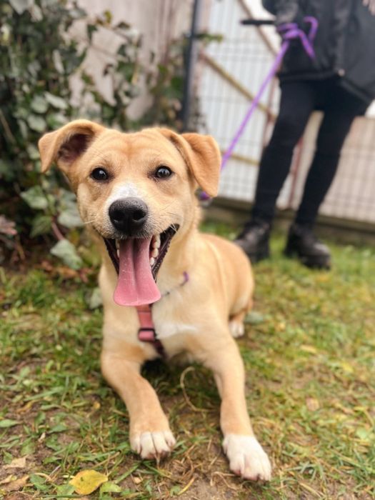 Marvel cudowny samczyk do adopcji