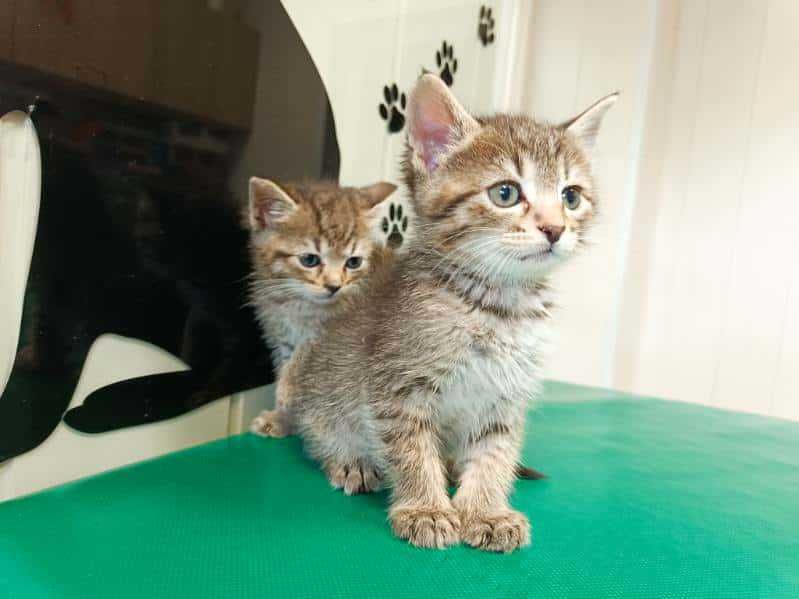 Dwa 7 tyg. kocurki  szukają domów