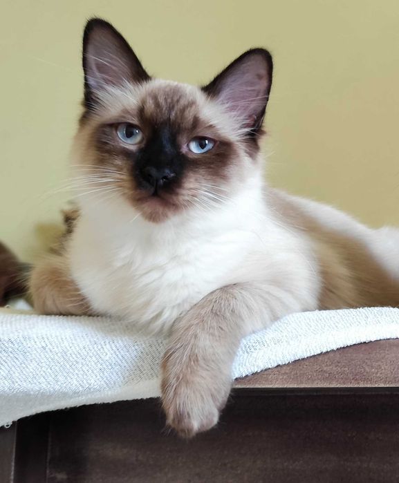 Gatinhos para adoção em conjunto