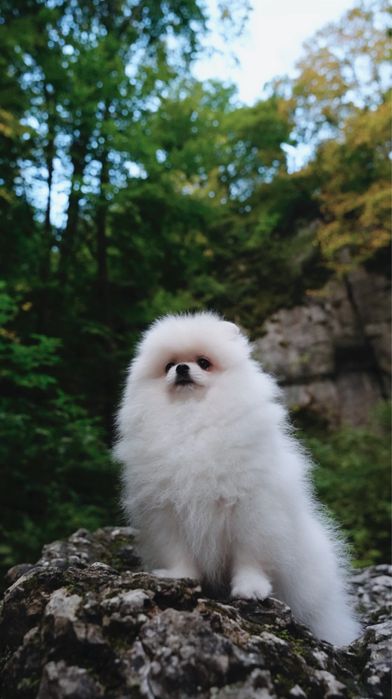 Предлагается к продаже очаровательный  щенок померанского шпица