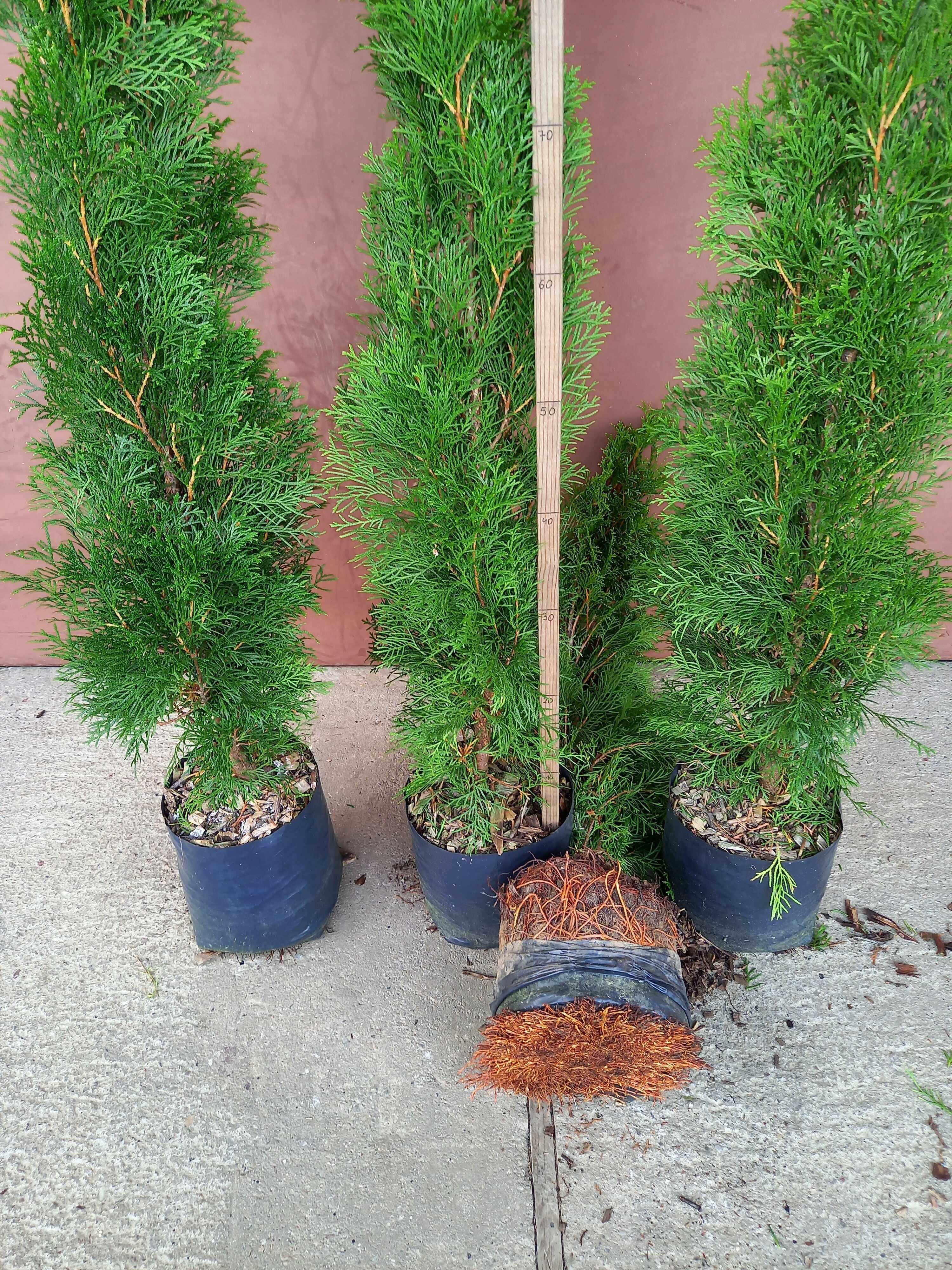 Tuja Szmaragd 100 -120 cm W DONICZCE 5 L   dostawa