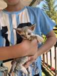 Niebieska pregowana dziewczynka Devon Rex