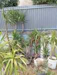 Yukkas grandes plantas resistentes