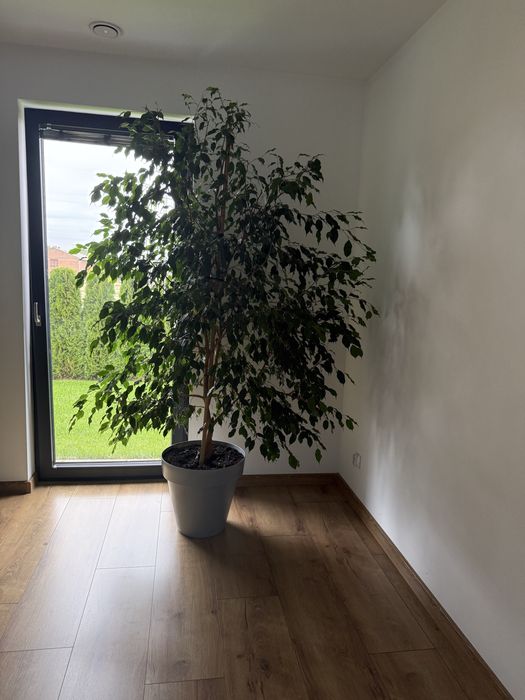 Fikus Benjamina Duży 200cm