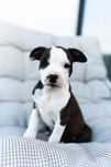 amstaff FCI po championach