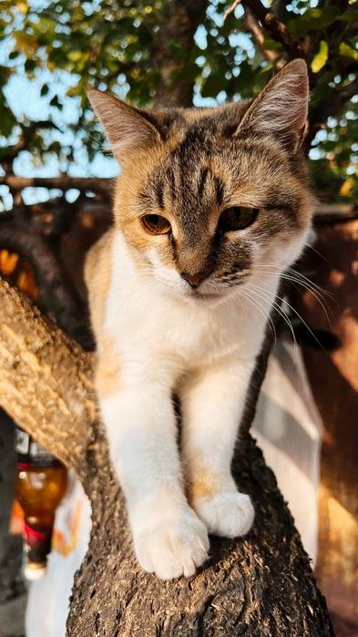 Віддам_ кішки_ кошеня_ цукерка