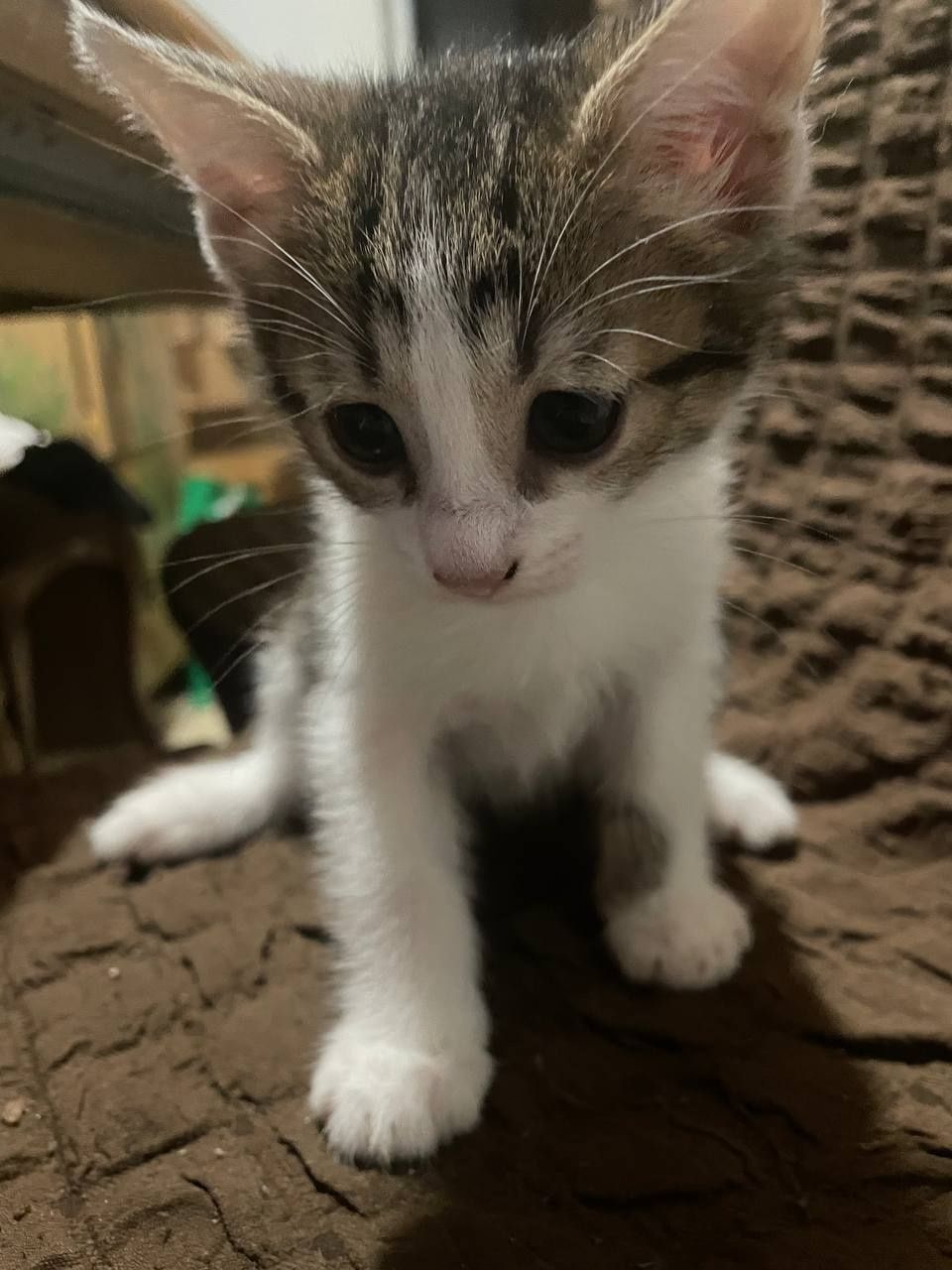 4 кошечки 2 месяца