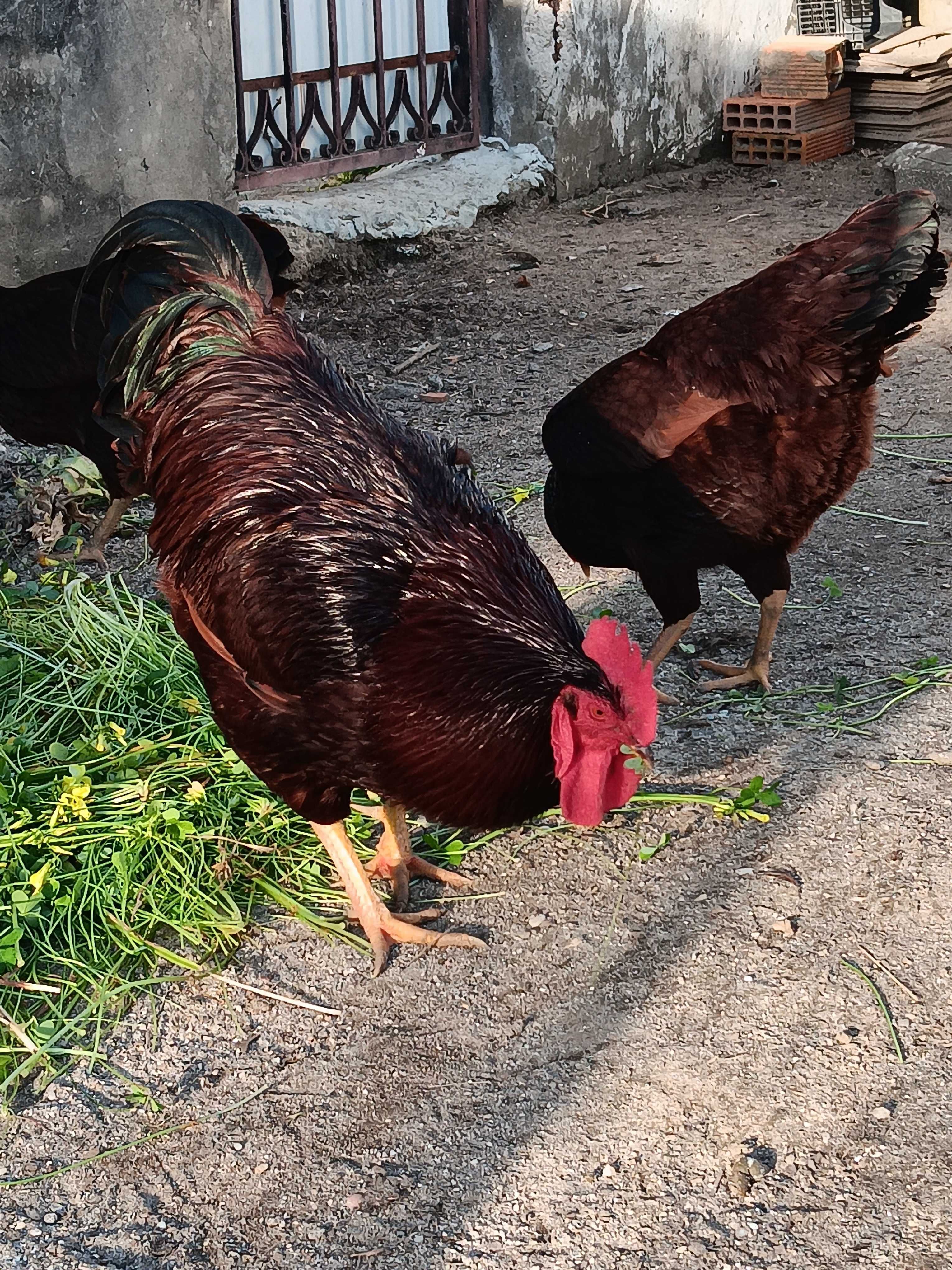 Pintos de rhode  island  red