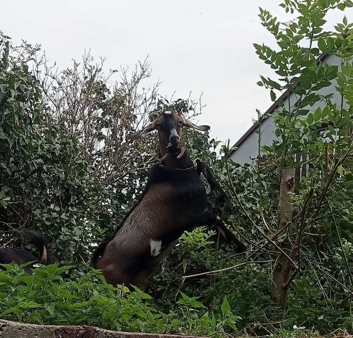 Sprzedam piękną kózkę