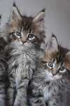 MAINE COON -  rodowód FPL ojciec shaded  - GOTOWA - OGROMNA