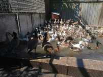 Patos mandarim*carolino*ring teal*tadorna tadorna*viduatas*