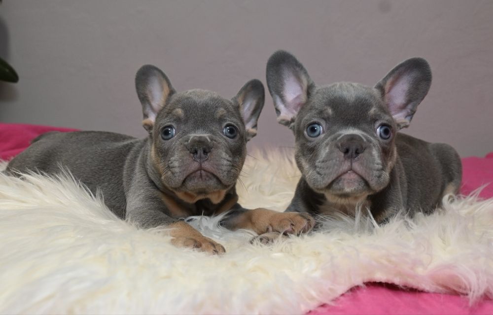 Вьязка  французського бульдога ізабелла нью шейд