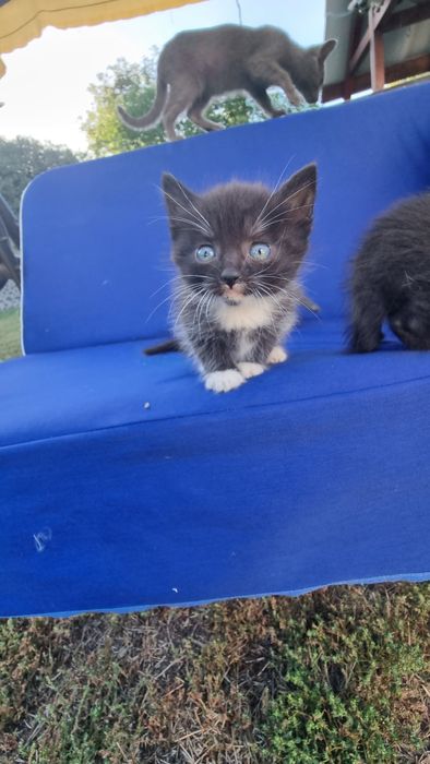 Віддам маленьких хвостиків у добрі та люблячі руки