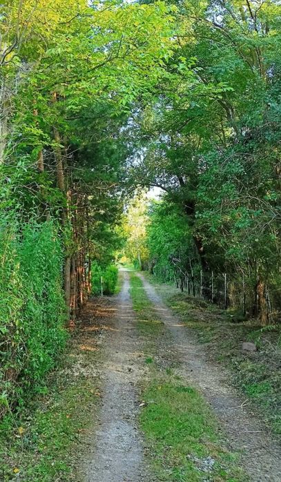 wycinka drzew arborysta