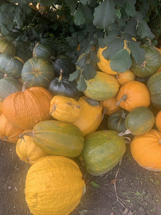 Aboboras porqueiras medias e meninas grandes