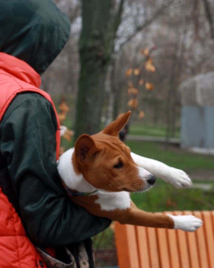 Басенджи basenji, Керрі бездоганна мала! КСУ