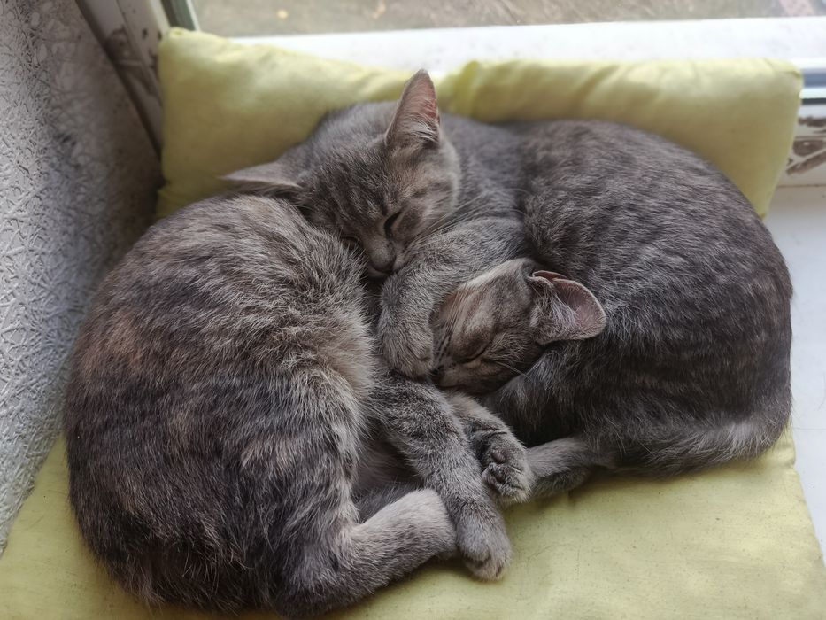 Віддам котят безкоштовно