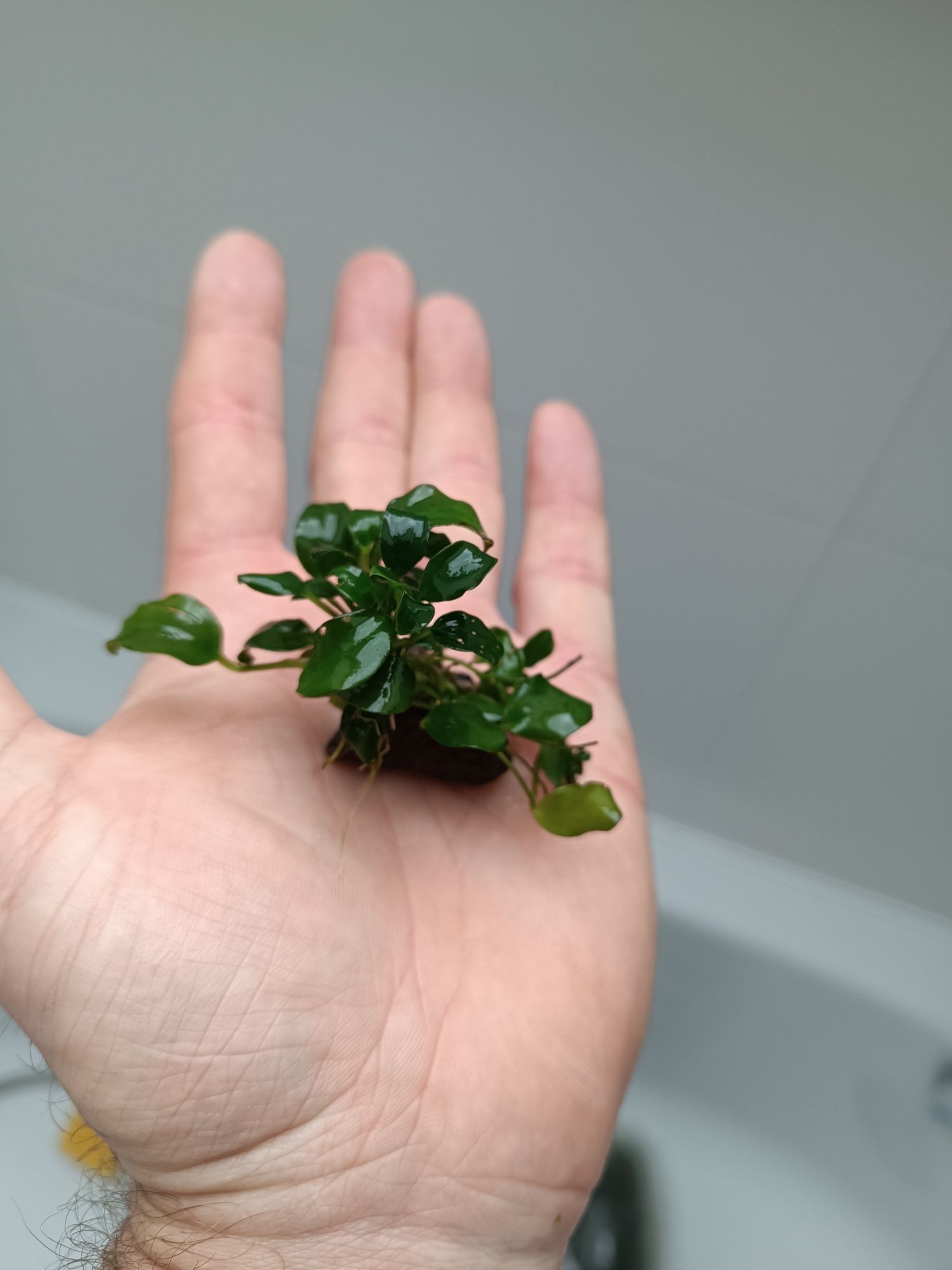 Anubias nana bonsai. Akwarium