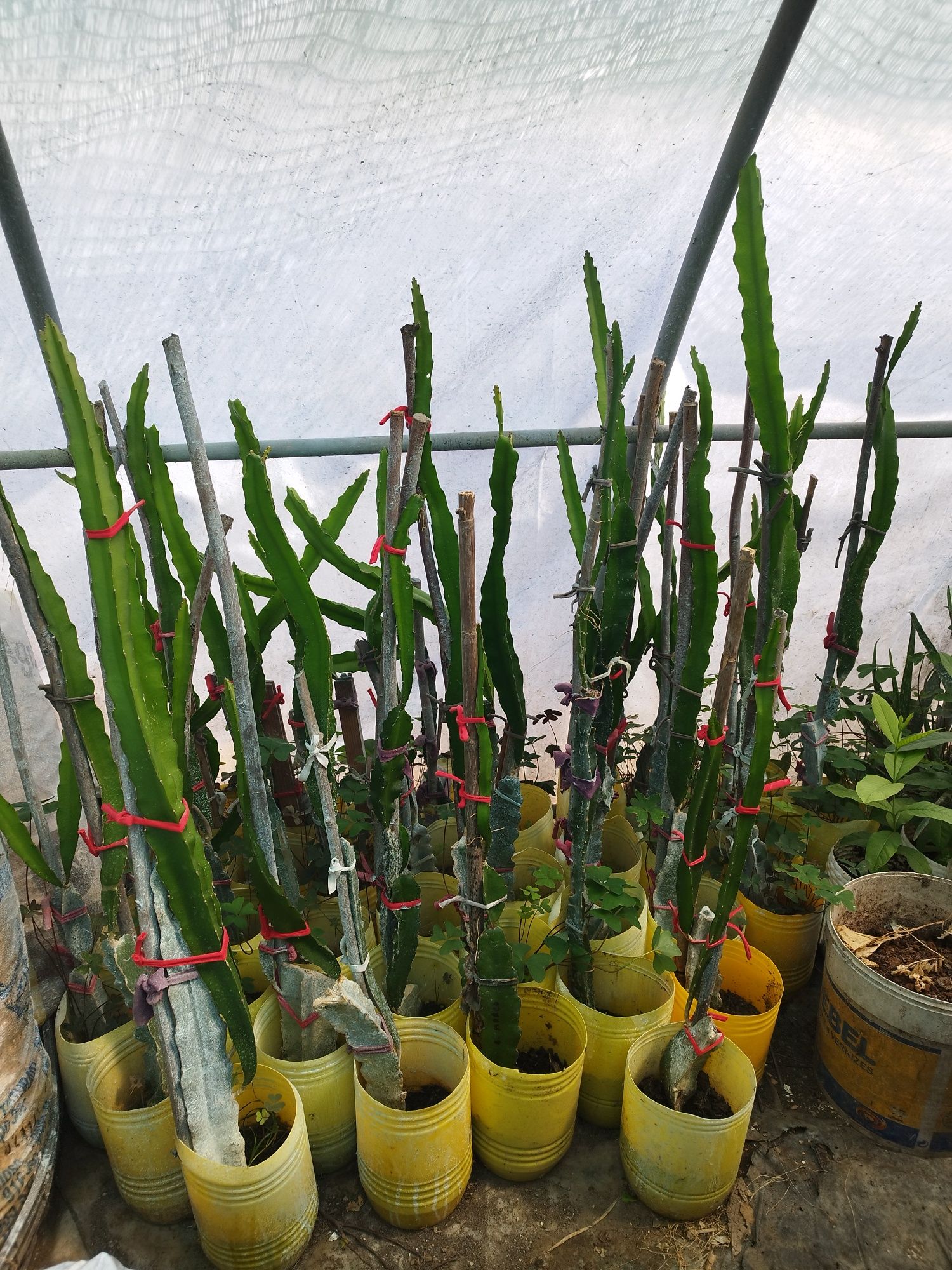 Pitaya para plantar com boa raíz