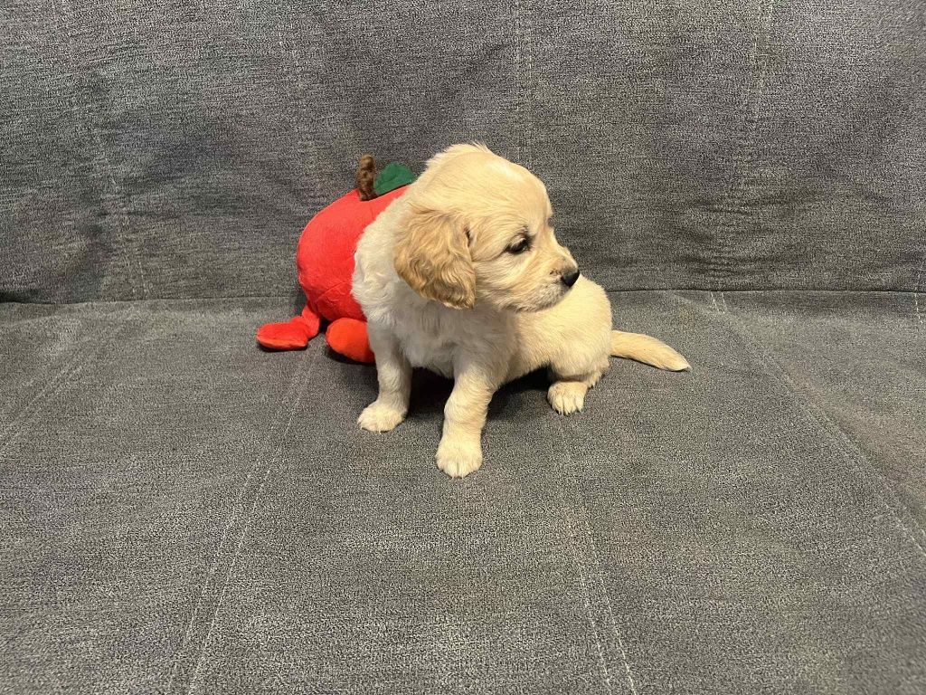 Już do odbioru.  Enzo piesek Golden Retriever.