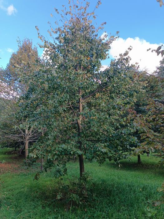 Usługi mini traktorkiem, zakładanie ogrodów, nasadzenia, glebogryzarka