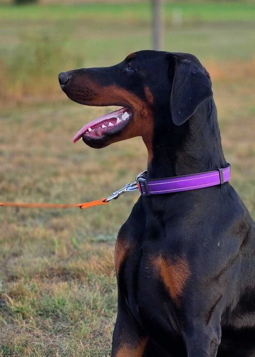 Doberman piesek FCI