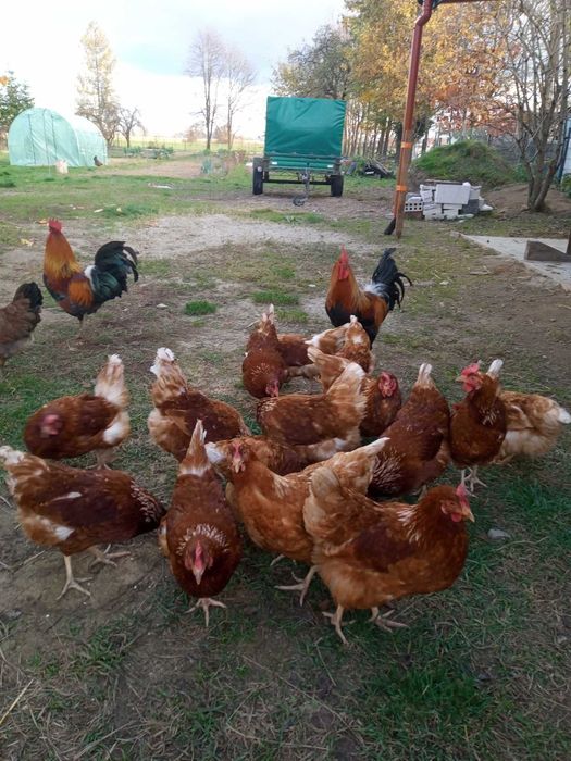 Koguty Zielononóżki możliwa Zamiana