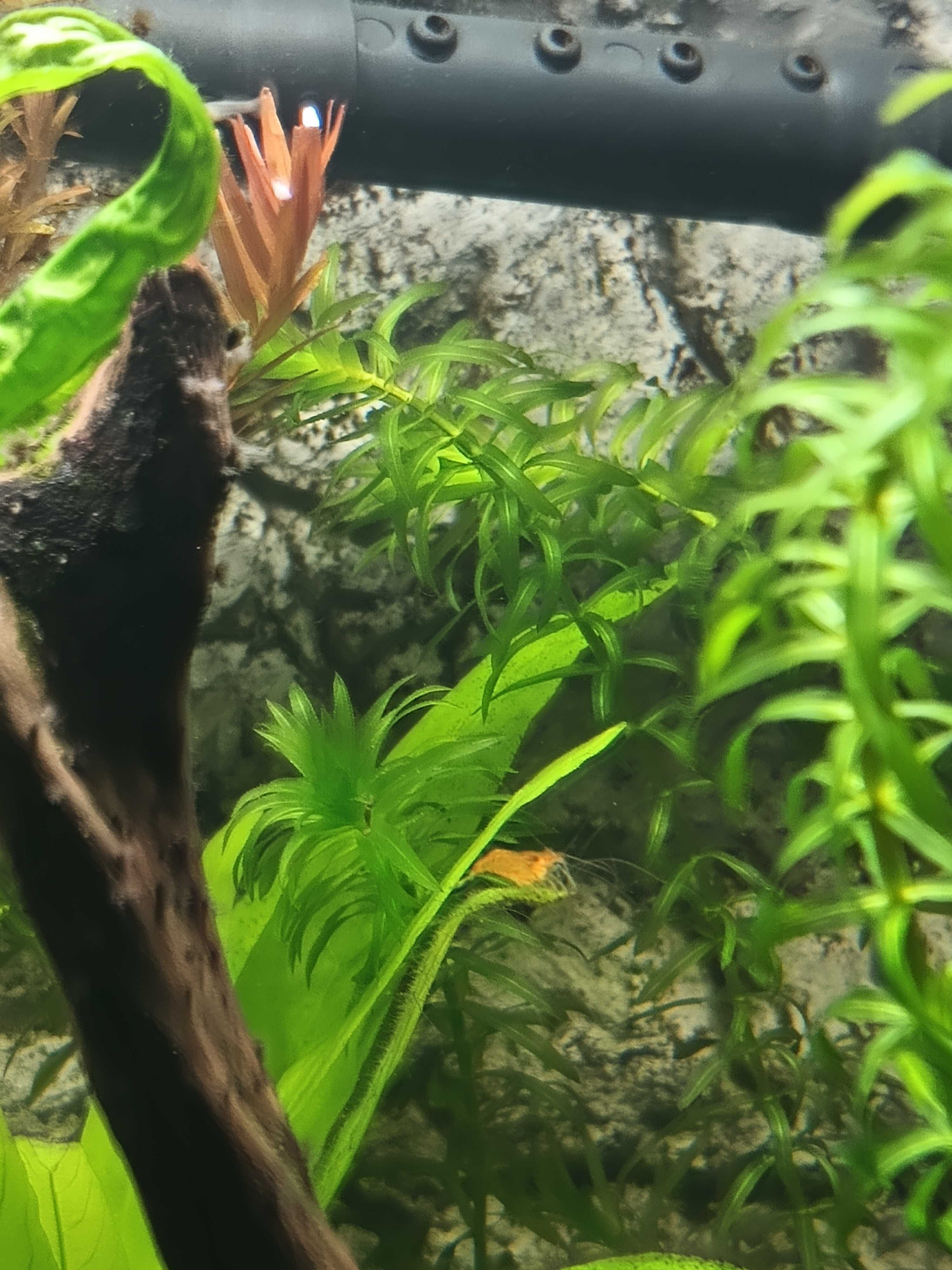 Krewetka krewetki Red Cherry
