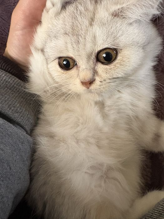 Британська срібна шиншила хлопчик