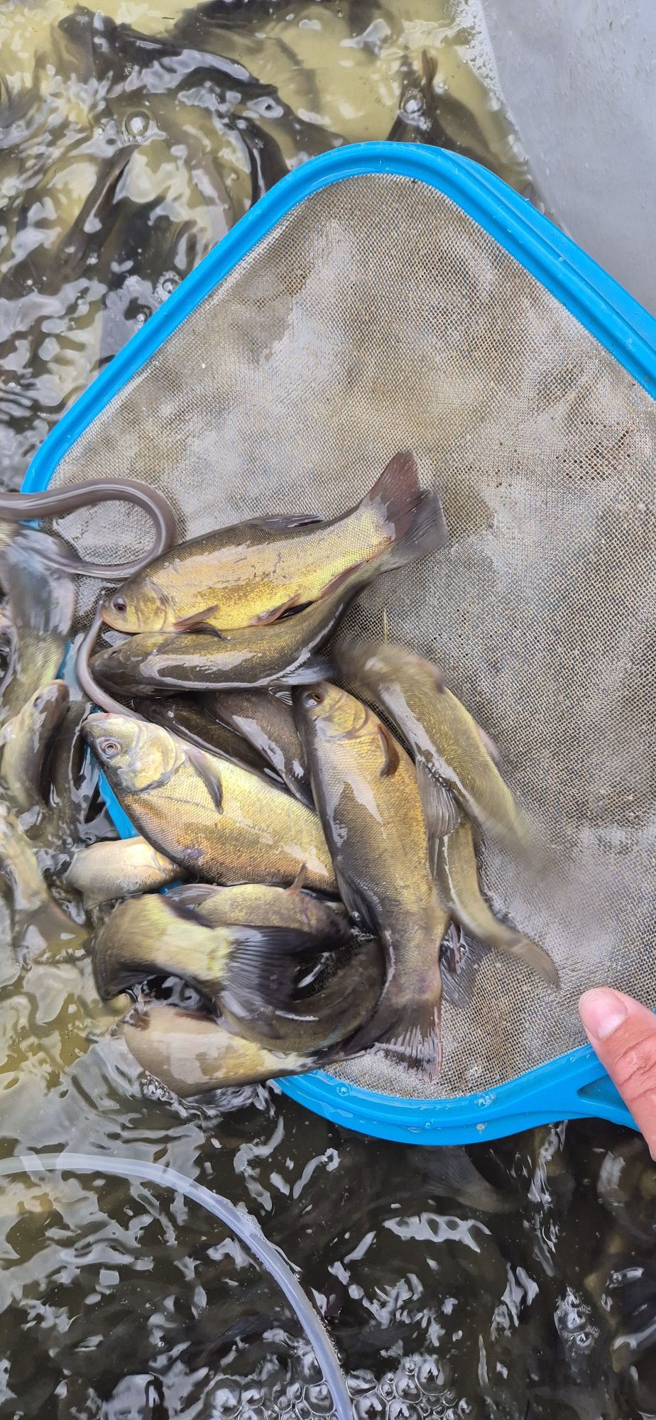 Karp Kroczek lin węgorz amur tołpyga karaś ryby staw oczko wodne