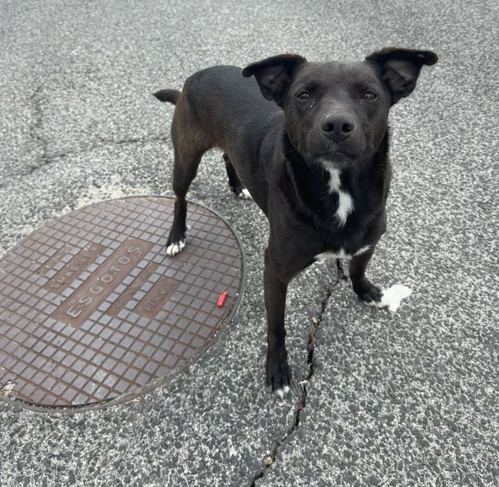 Procura-se família para adoptar – para cão resgatado da rua