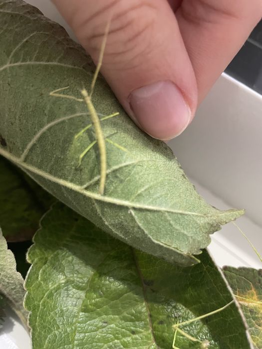 Анамські палочники терміновий продаж