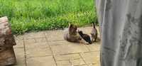 Urocze kotki wypatrują swego domu