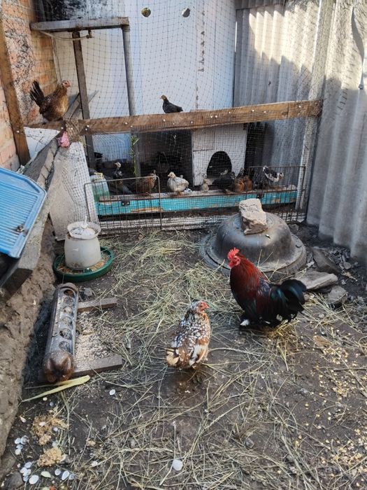 Продам декоротивные куры